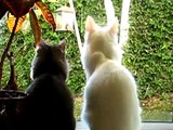 The Birds: ATTACK!!!! (Somali and Turkish Angora Cats)