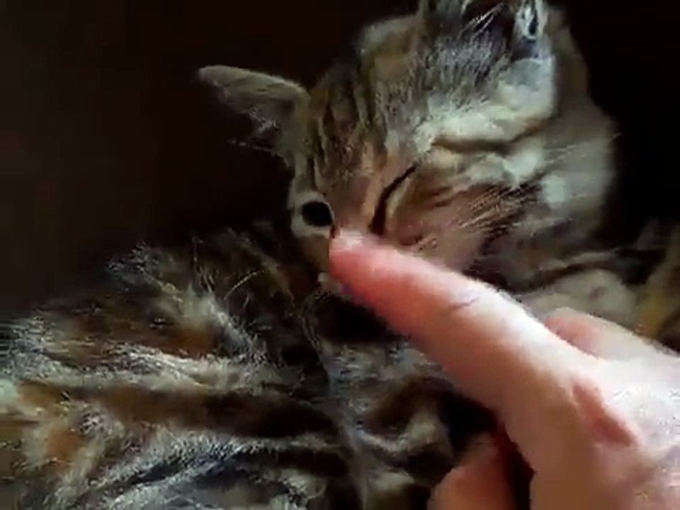 Training  a feral cat