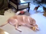 Dogs chasing each other