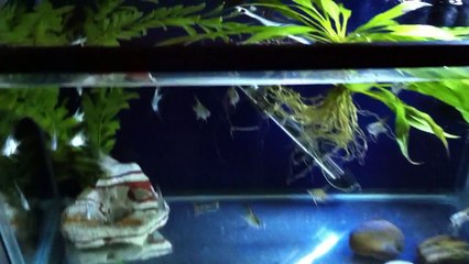 Baby Philippine Blue Angelfish - 7 Weeks Update