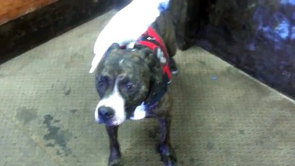 Cockatoo Rides Pit Bull