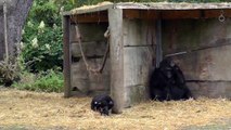 Western Lowland Gorillas: Salome and Kukena, Bristol Zoo (17th November 2013)