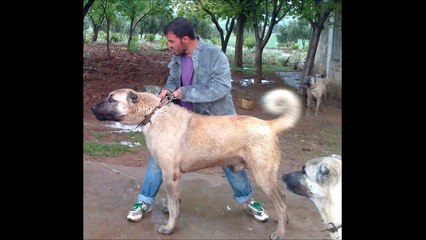 Sivas Kangalları ve Sait Kurtay