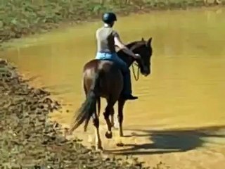 Swimming with horses at Sprieser Sporthorse