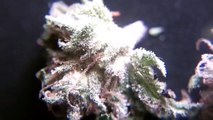 Ep 395 Barneys Farm 1080p VaNiLLA KUSH Hd Weed strain Review prt 2 Marijuana Buds Crystals