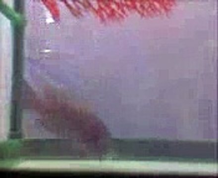 Pregnant Female Pseudotropheus Kingsizei and Dominant Male