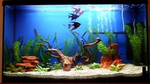 Fish Tank with Pterophyllum Scalare (akvárium vitorláshallal)