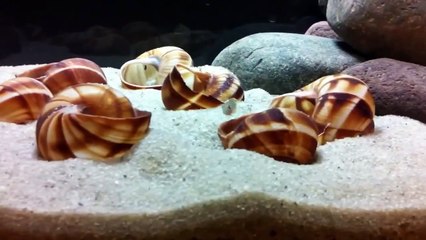 Why Shell Dwellers Dig