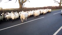 Troupeau de moutons sur la route
