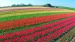 Tulip Flower Fields of the Netherlands | DutchGrown®