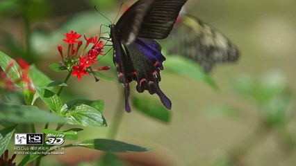 HD.Club-Sony NEX-FS700-test