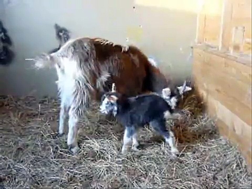 Ziegenhof Gülzer Geißen - Rosi und ihr neugeborenes Lamm