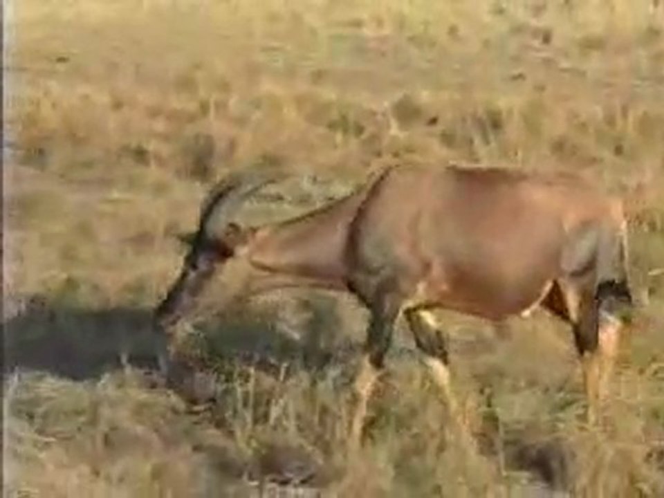 Topis, On Safari, Masai Mara, Kenya