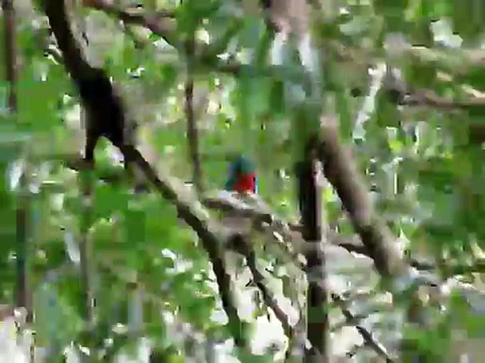 Resplandeciente Quetzal