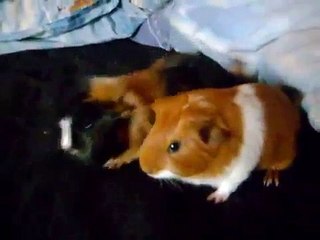 Marsvinsungarna pratar