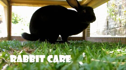 Feeding Rabbit Pellets | Animals are us