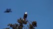 BALD EAGLE BEING BOTHERED BY CROWS