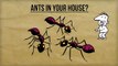 How to Get Rid of Ants Naturally | Best Tips for Getting Rid of Ants in Your Kitchen