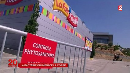 La "Xylella fastidiosa", bactérie "tueuse d'oliviers", repérée pour la première fois en Corse