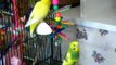 Two CUTE Parakeets Preening & Playing Together FUNNY