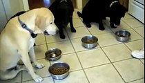 Animal Clip Of The Week: Dogs Praying For A Meal!
