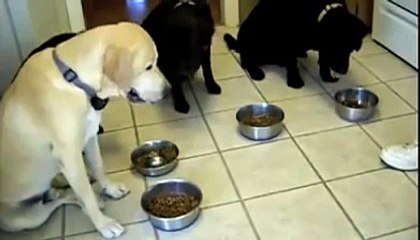 Animal Clip Of The Week: Dogs Praying For A Meal!