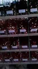 SİNCAN ALTUS SERVİSİ(0312)325 68 68