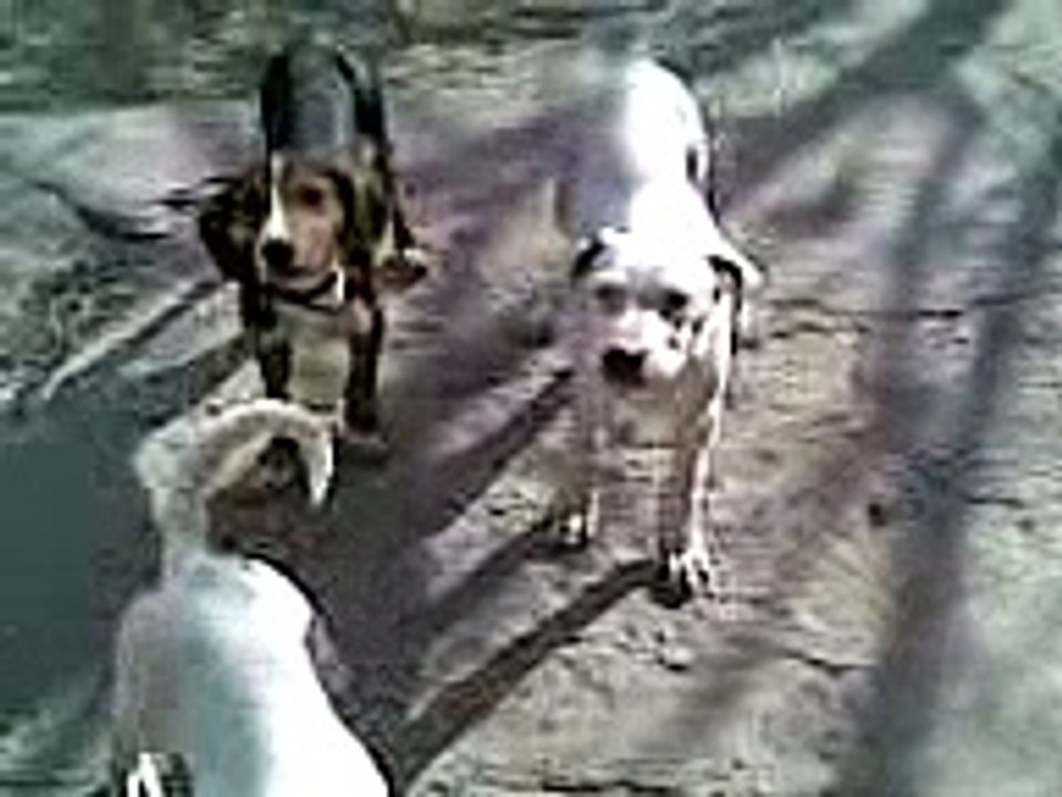 Dogo Argentino,Mastino Napoletano,Kopoy www.dog-ejdan.com