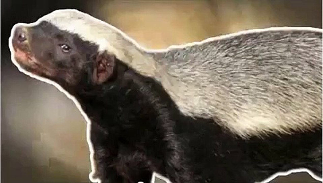 dun dun dun dun HONEY BADGER!!!