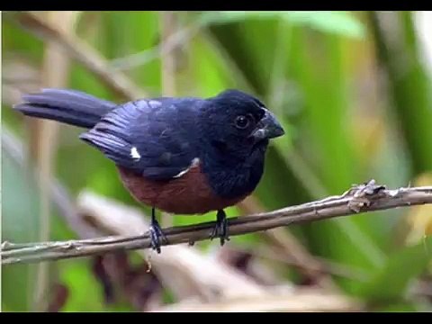 canto pra esquentar curió.