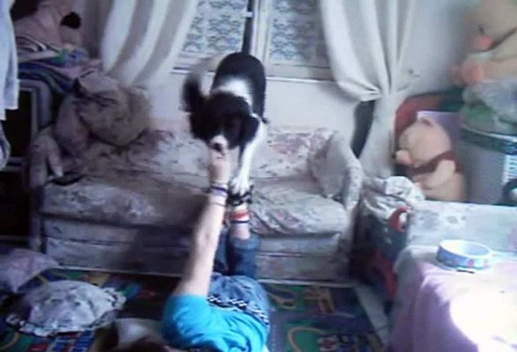 DOG FOOTSTALL - SPEEDY border collie monté sur pieds  evolution explications