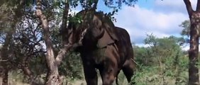 African Animals Getting Drunk  Off Ripe Marula Fruit