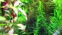 60 Gallon Planted Angelfish Tank - Update