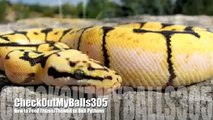 How to Feed Frozen/Thawed to Ball Pythons