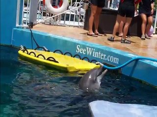 Winter, Star of "Dolphin Tale"