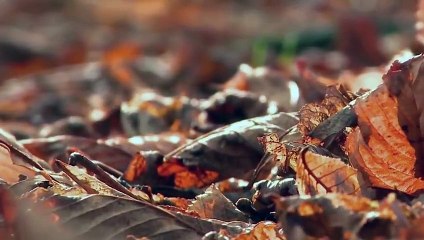 Alişan ft.Emrah - İhtiyacı Var