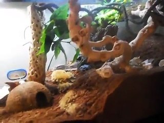 Hermit crab care