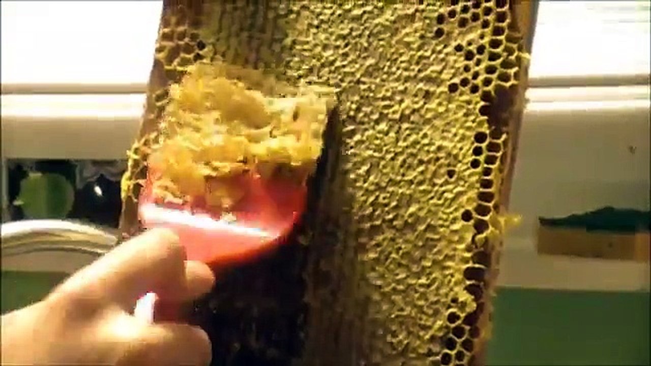 Honey Extraction and Bottling