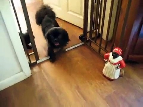Six week old Tibetan spaniel puppies