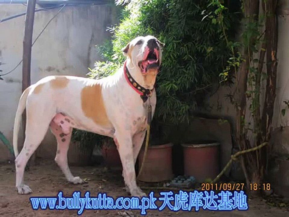 Nolakhiya and Others Real Deal Bully Kutta