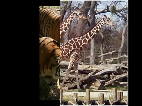 Noah's Ark song Noah, Oh Noah fun for kids