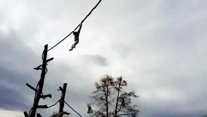 Un singe fait un drôle de cadeau aux touristes
