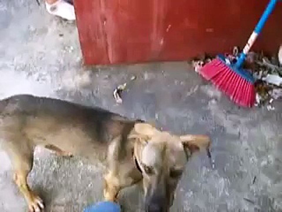 my humping dog, quince