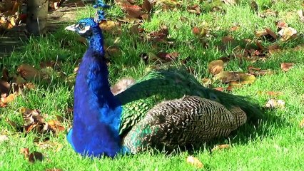 Manor House Autumn Half Term - Manor House Wildlife Park, Tenby, Pembrokeshire, Wales: October 2011