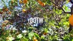 OOTW |California January|