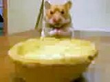 Harry the Hamster Pies 50p, w*nks £1 (SWEARING)