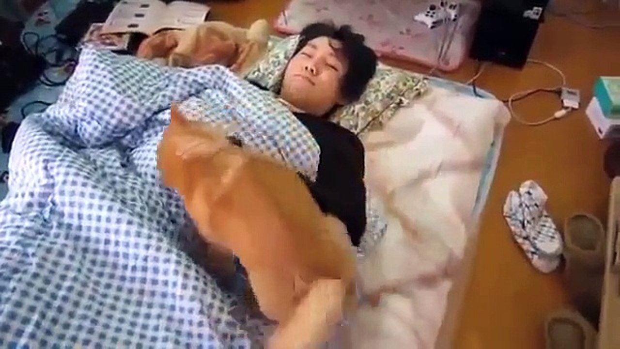 Funny Videos Dogs And Cats, Funny and Cute Animal Compilation 2015