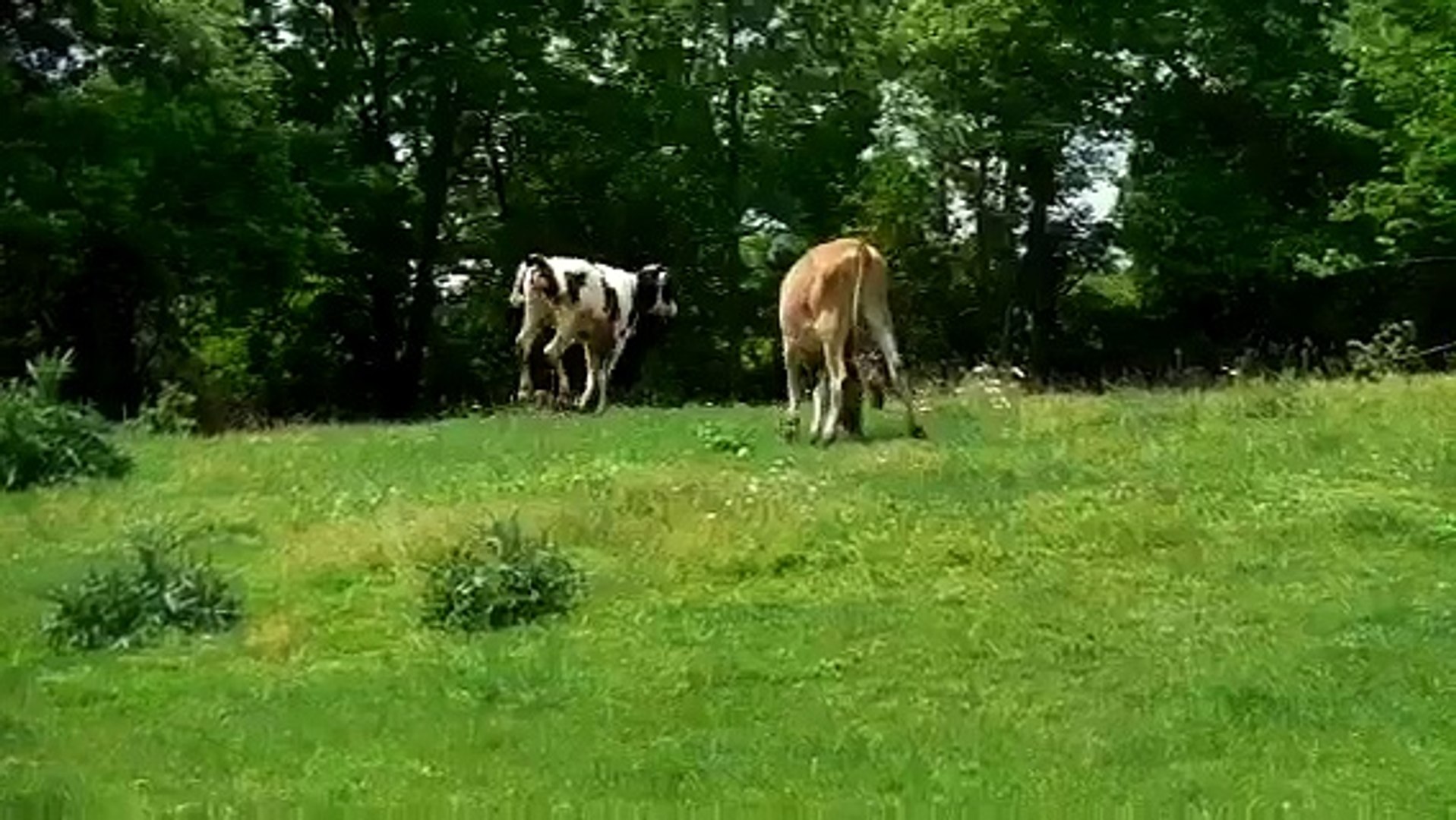 ⁣Running Cows