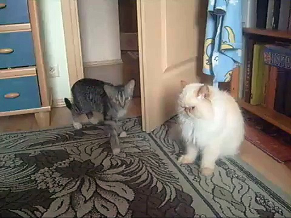 Karate Cat xD