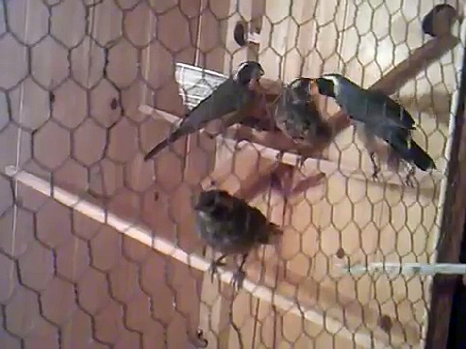 hembra y macho picahueso criando a sus pichones.mp4